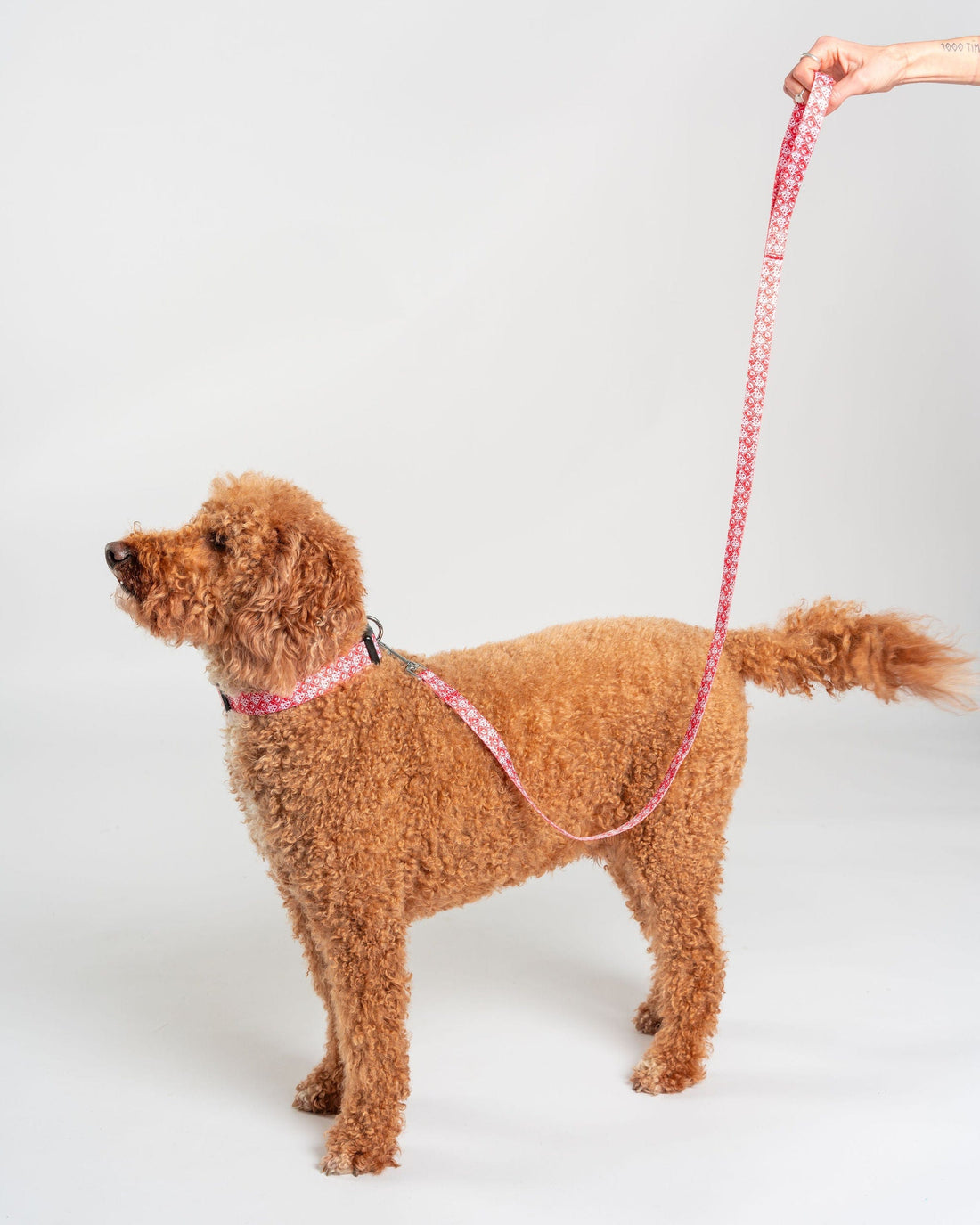 Corp - Pet Lead - Red