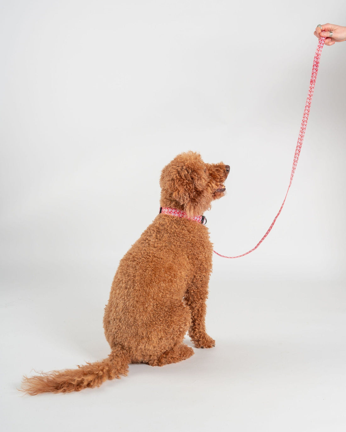 Corp - Pet Lead - Red