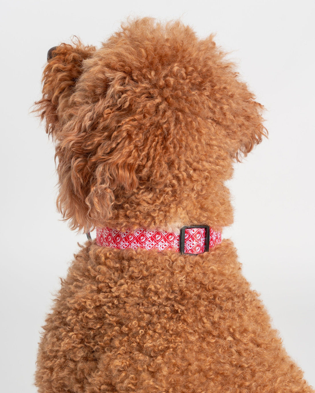 Corp - Collar - Red
