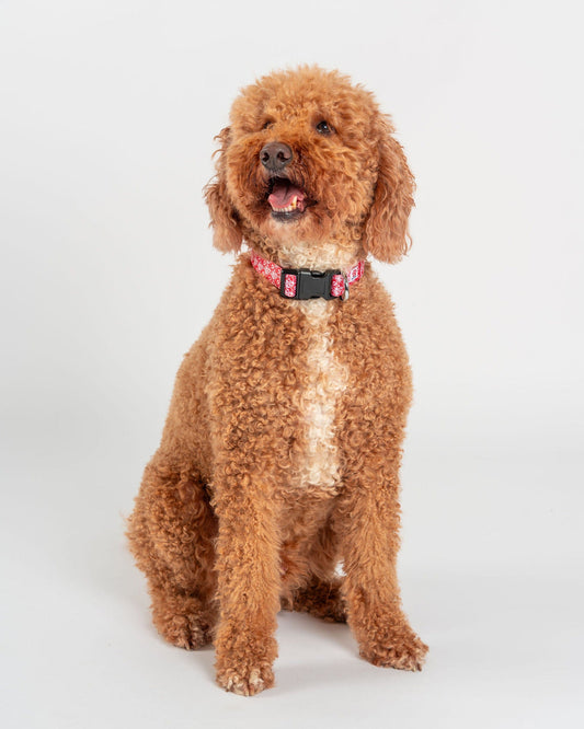 Corp - Pet Collar - Red