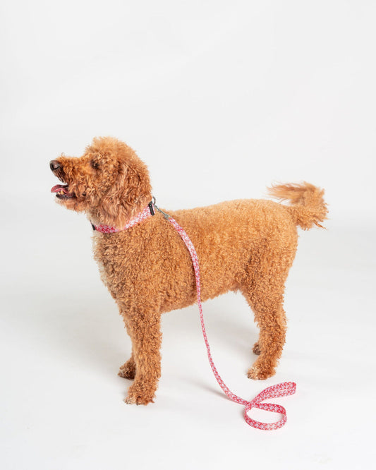 Corp - Pet Lead - Red