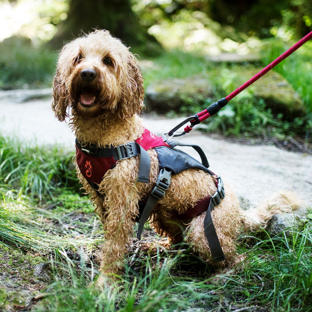 Rope Dog Lead - Red